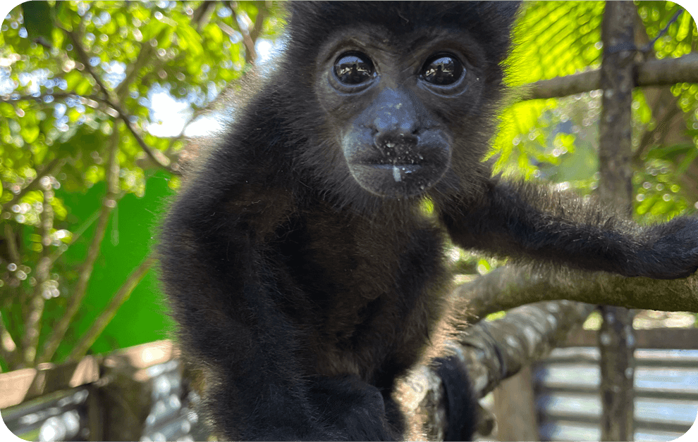 Conservation de la faune sauvage